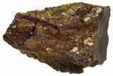 Fossil Triceratops Shed Tooth - Montana #350709-1